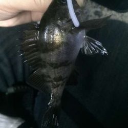 梅雨メバルなのにロリメバル